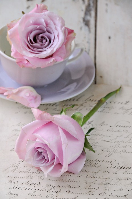 Fototapeta Rose na piśmie