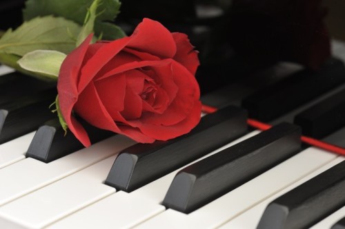 Fototapeta Rote Rose auf Klavier