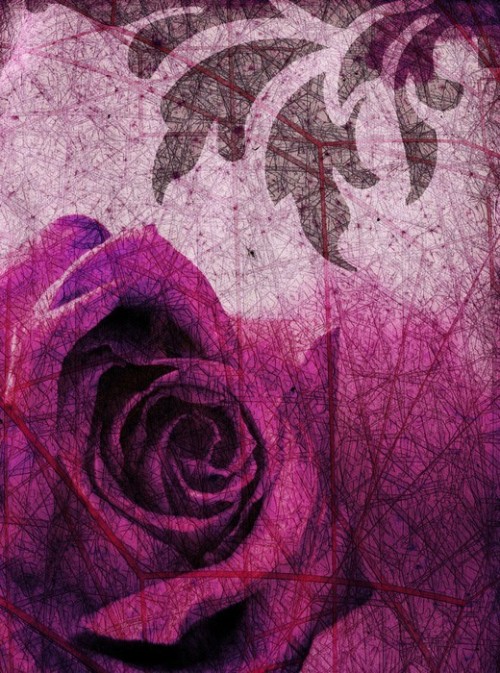 Fototapeta Purpurowa róża tło.