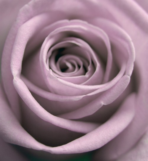 Fototapeta Pastelowych róży