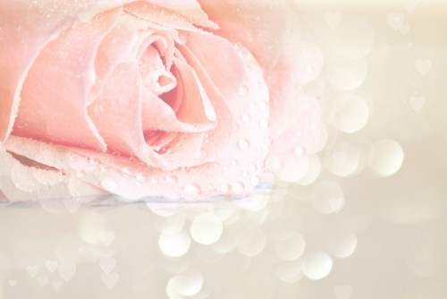 Fototapeta Pink rose pokryte rosą