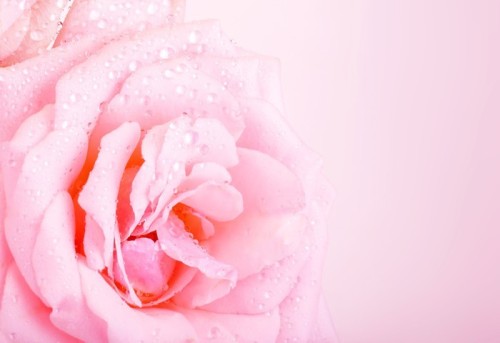 Fototapeta Pink Rose Tło