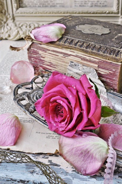Fototapeta Rose i antyków