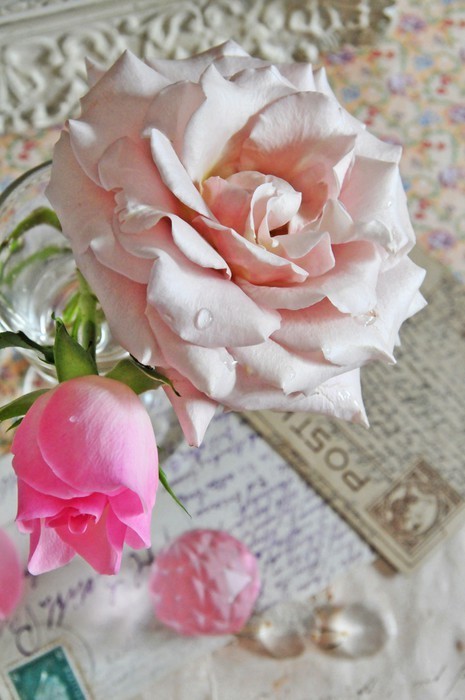 Fototapeta Vintage Rose