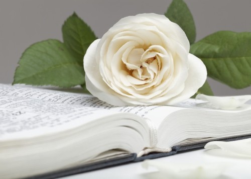 Fototapeta Biblia i biała róża