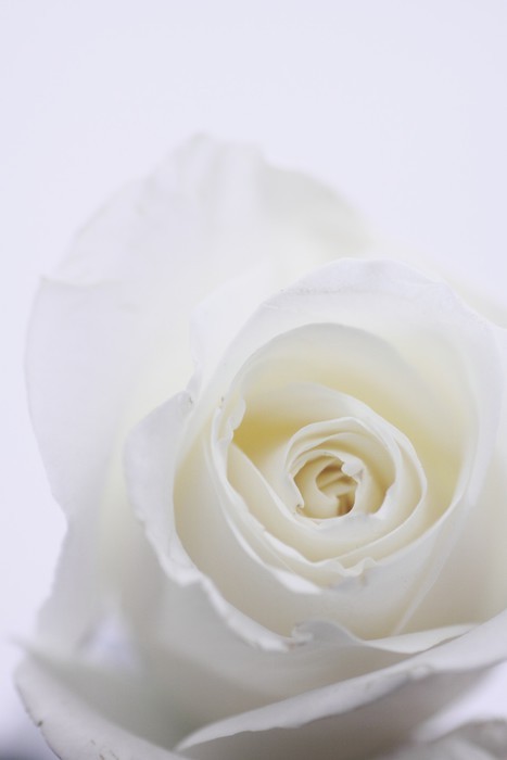 Fototapeta White Rose