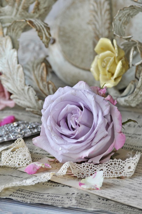 Fototapeta Vintage Rose