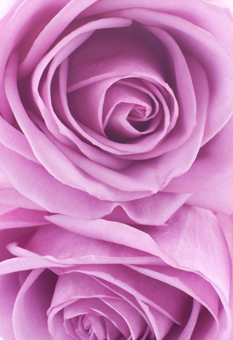 Fototapeta Pink Rose