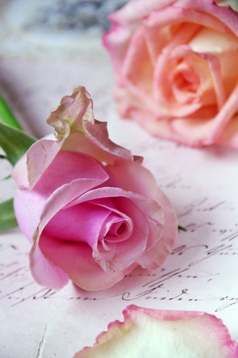 Fototapeta Vintage Rose