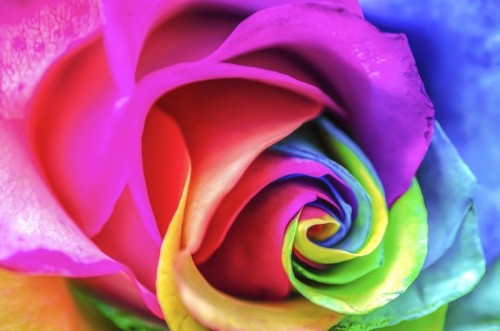 Fototapeta Rainbow Rose Makro