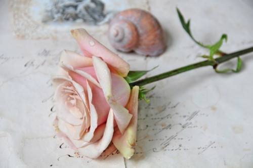 Fototapeta Vintage Rose
