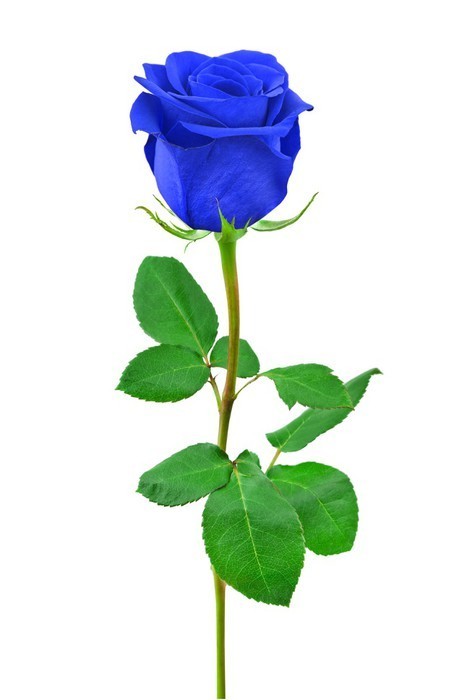 Fototapeta Blue Rose