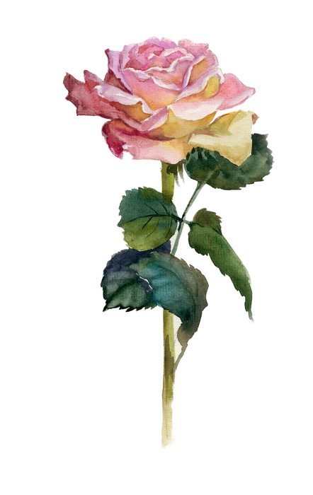 Fototapeta Pink Rose