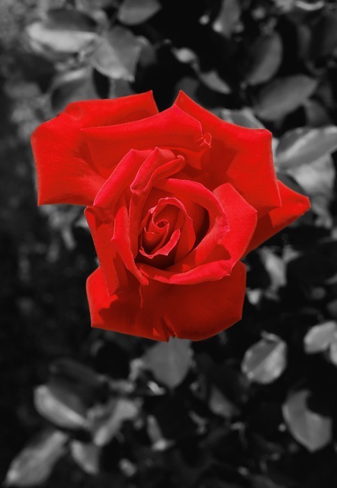 Fototapeta Rose red