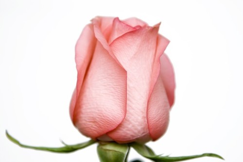 Fototapeta Soft pink rose