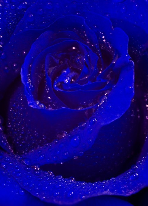 Fototapeta Blue Rose