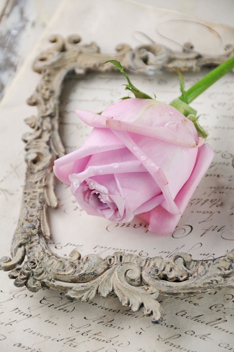 Fototapeta Vintage Rose