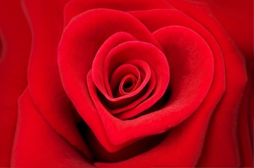 Fototapeta Rose rouge forme coeur