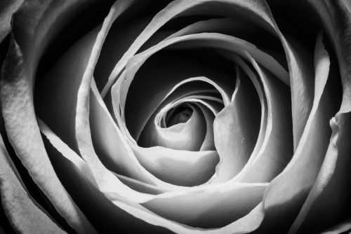 Fototapeta Midnight Rose