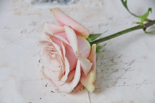 Fototapeta Vintage Rose