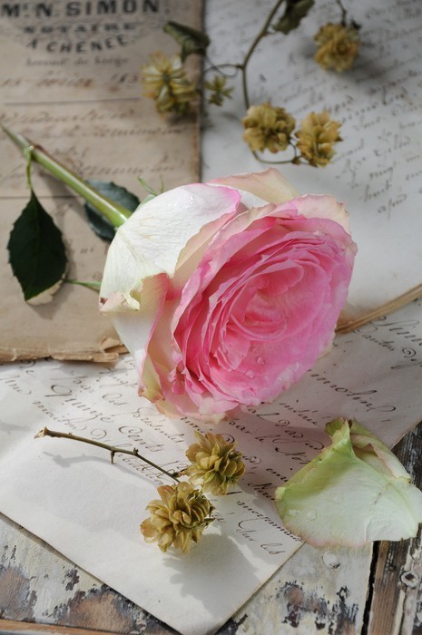 Fototapeta Rose na listach