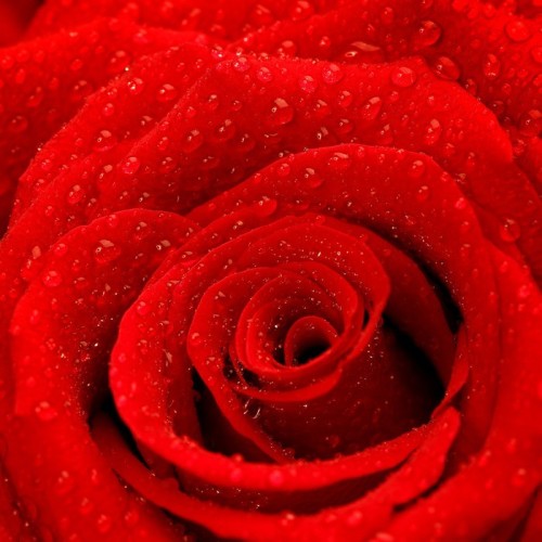 Fototapeta Red Rose Background
