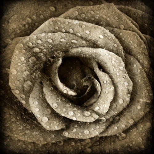 Fototapeta Sepia tła rose