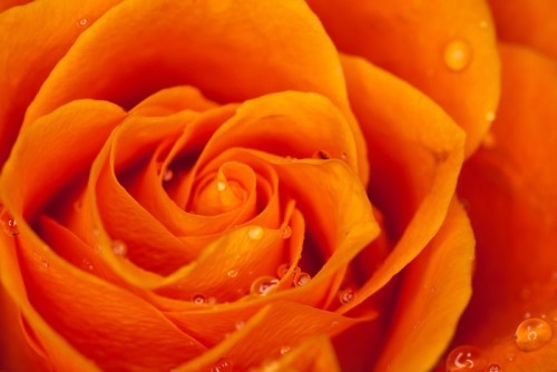 Fototapeta Pomarańczowy Rose