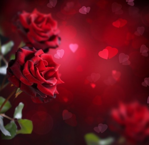 Fototapeta Valentine lub karta Wedding. Róże i Serca