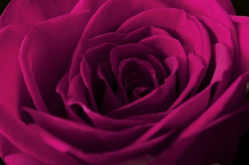 Fototapeta Pink Rose
