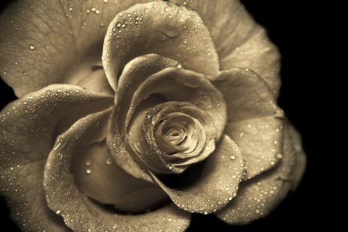 Fototapeta Retro rose