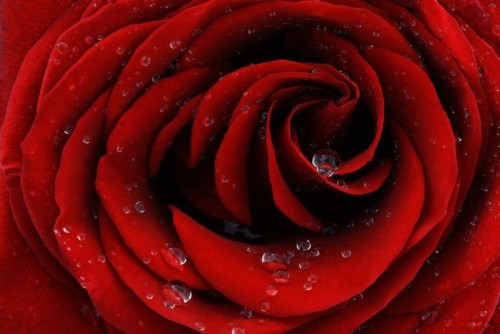 Fototapeta Red rose zbliżenie