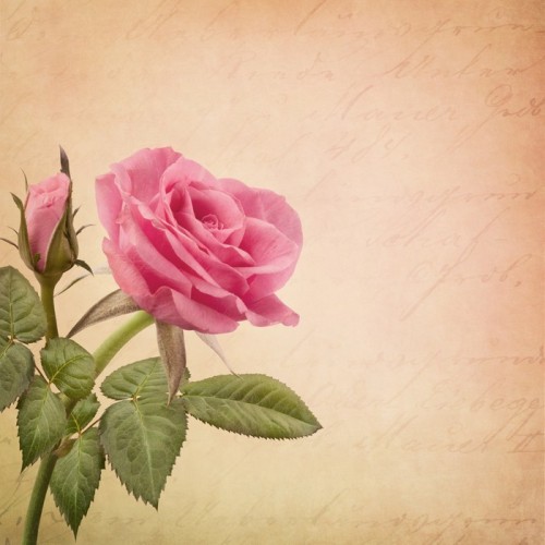 Fototapeta Pink Rose