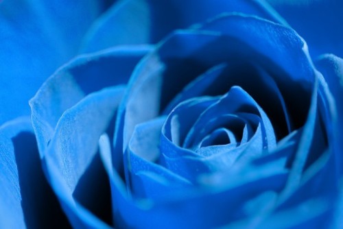 Fototapeta Blue Rose