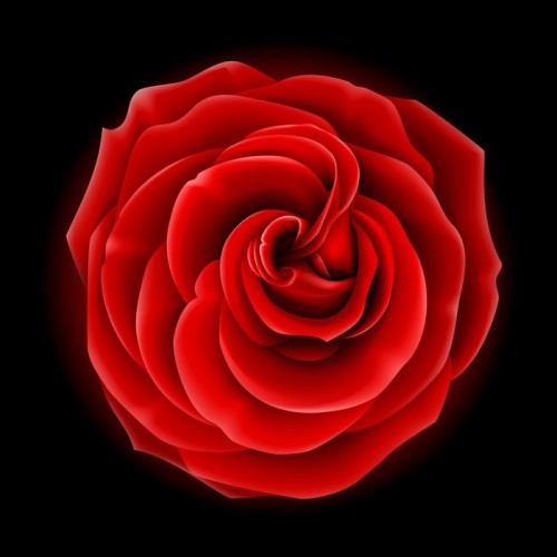 Fototapeta Piękna czerwona róża, symbol miłości i pasji