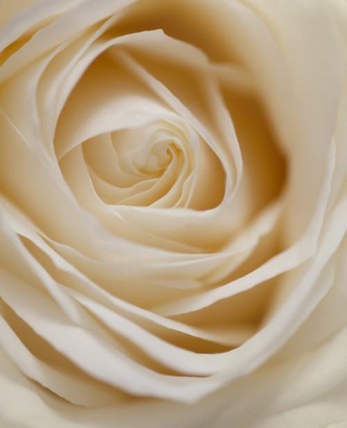 Fototapeta Pastelfarbene Rose