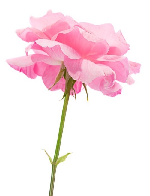 Fototapeta Pink Rose