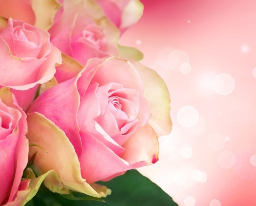 Fototapeta Rose Art Design Flower. Karta ślub