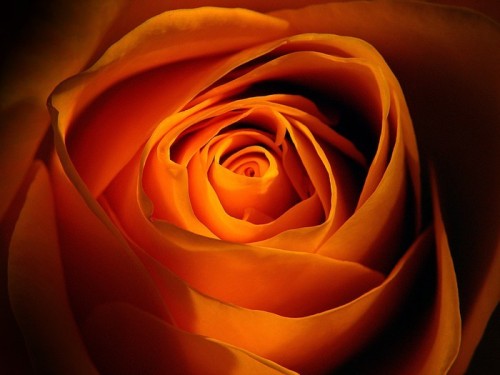 Fototapeta Pomarańczowy Rose