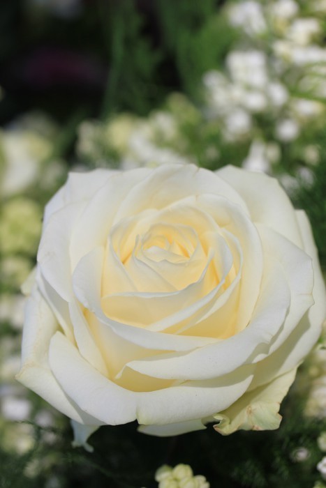 Fototapeta Single White Rose