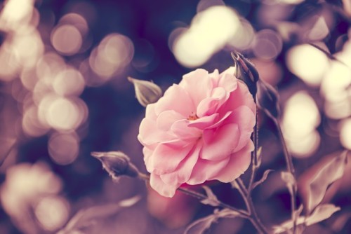 Fototapeta Pink Rose