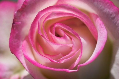 Fototapeta Pink Rose