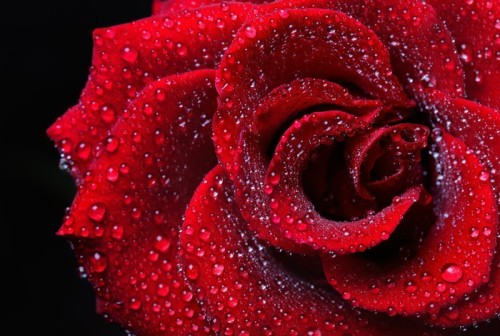 Fototapeta Rose krople rosy