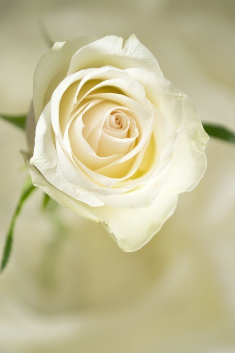 Fototapeta Rose kremowy