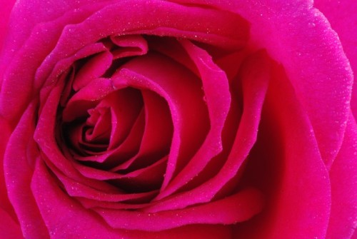Fototapeta Pink rose zbliżenie