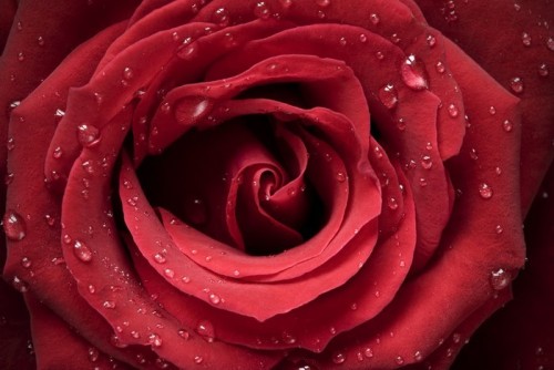 Fototapeta Piękna róża z krople rosy