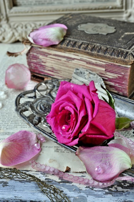 Fototapeta Vintage Rose