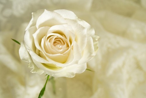Fototapeta Rose kremowy