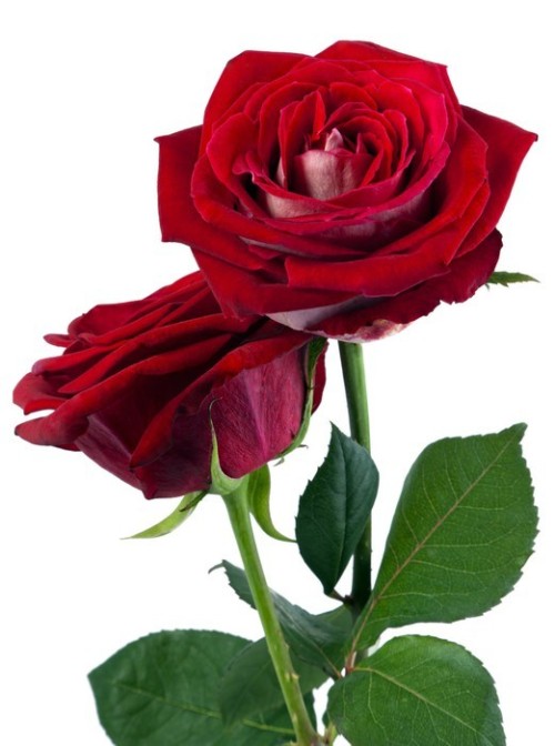 Fototapeta Rose and Romance