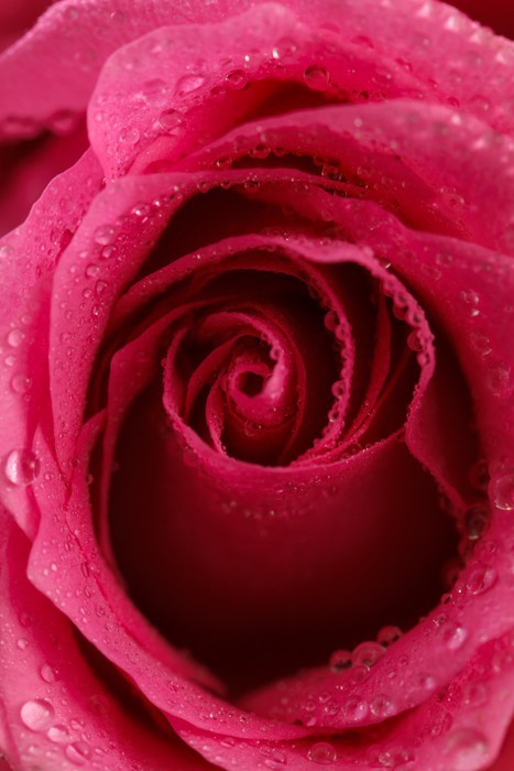 Fototapeta Pink rose zbliżenie